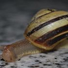 schnecke