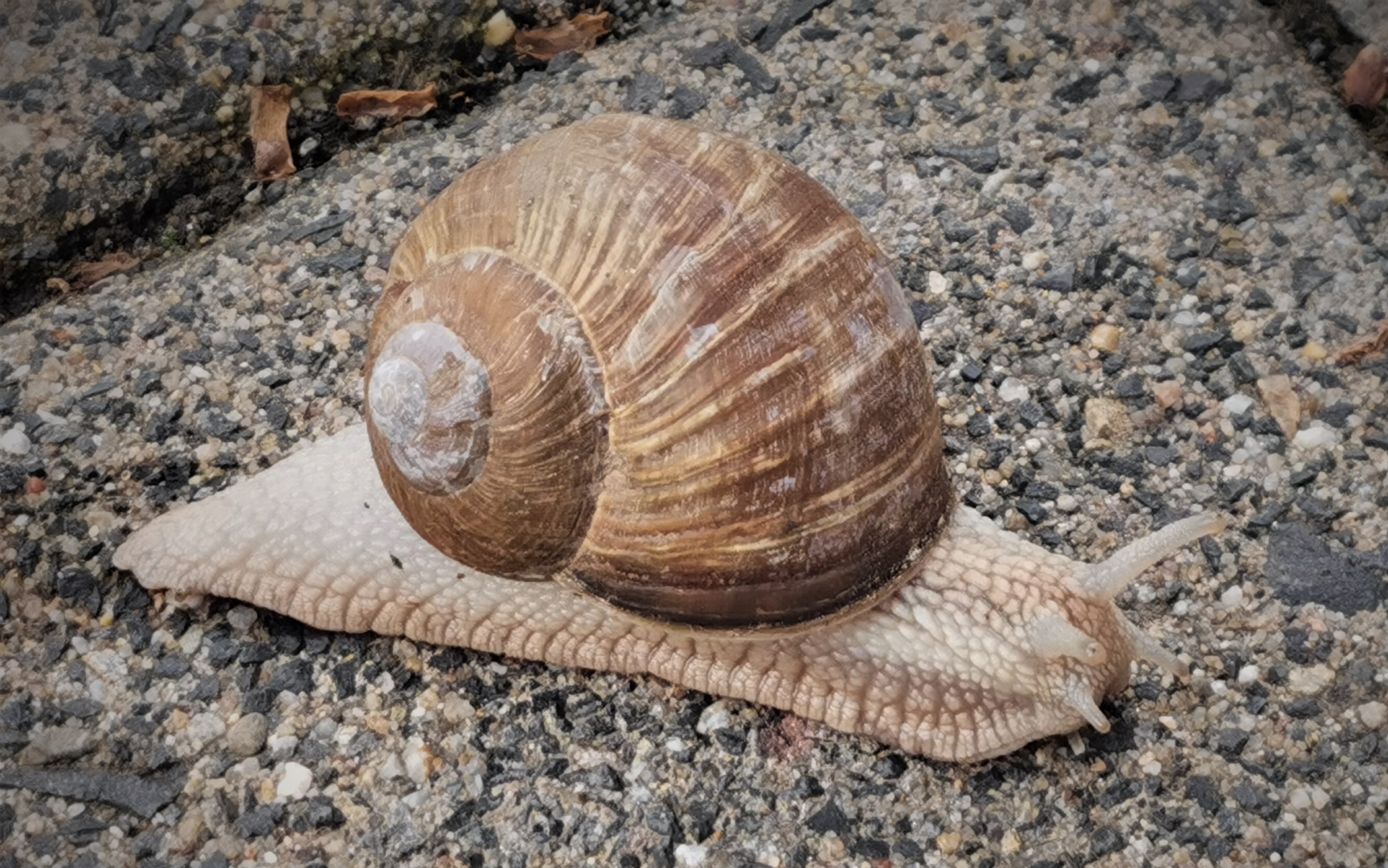 Schnecke