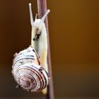 Schnecke