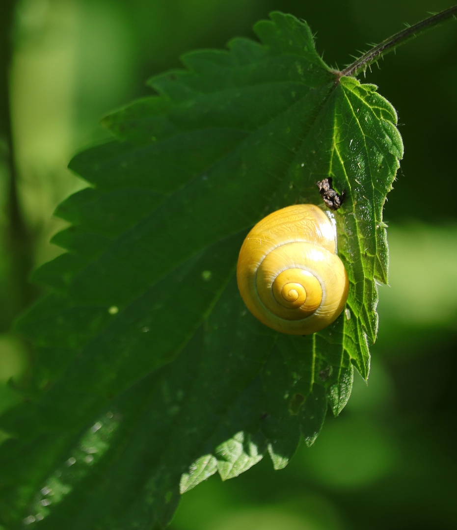 Schnecke