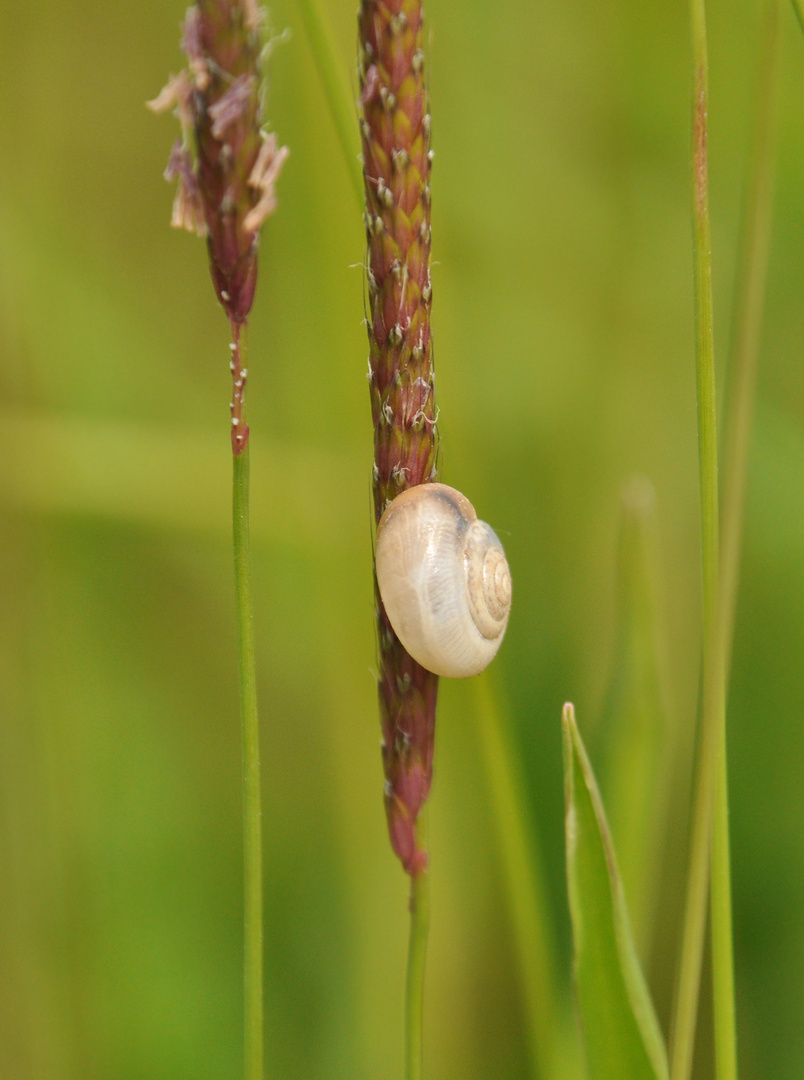 Schnecke 01