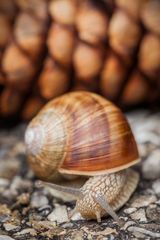 Schnecke 01