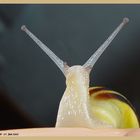 Schnecke 01