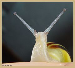 Schnecke 01