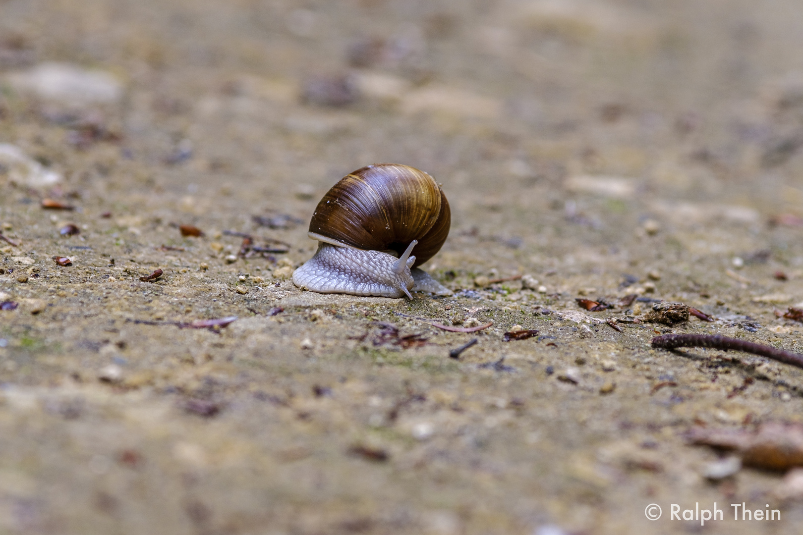 Schnecke