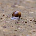 Schnecke