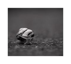 Schnecke