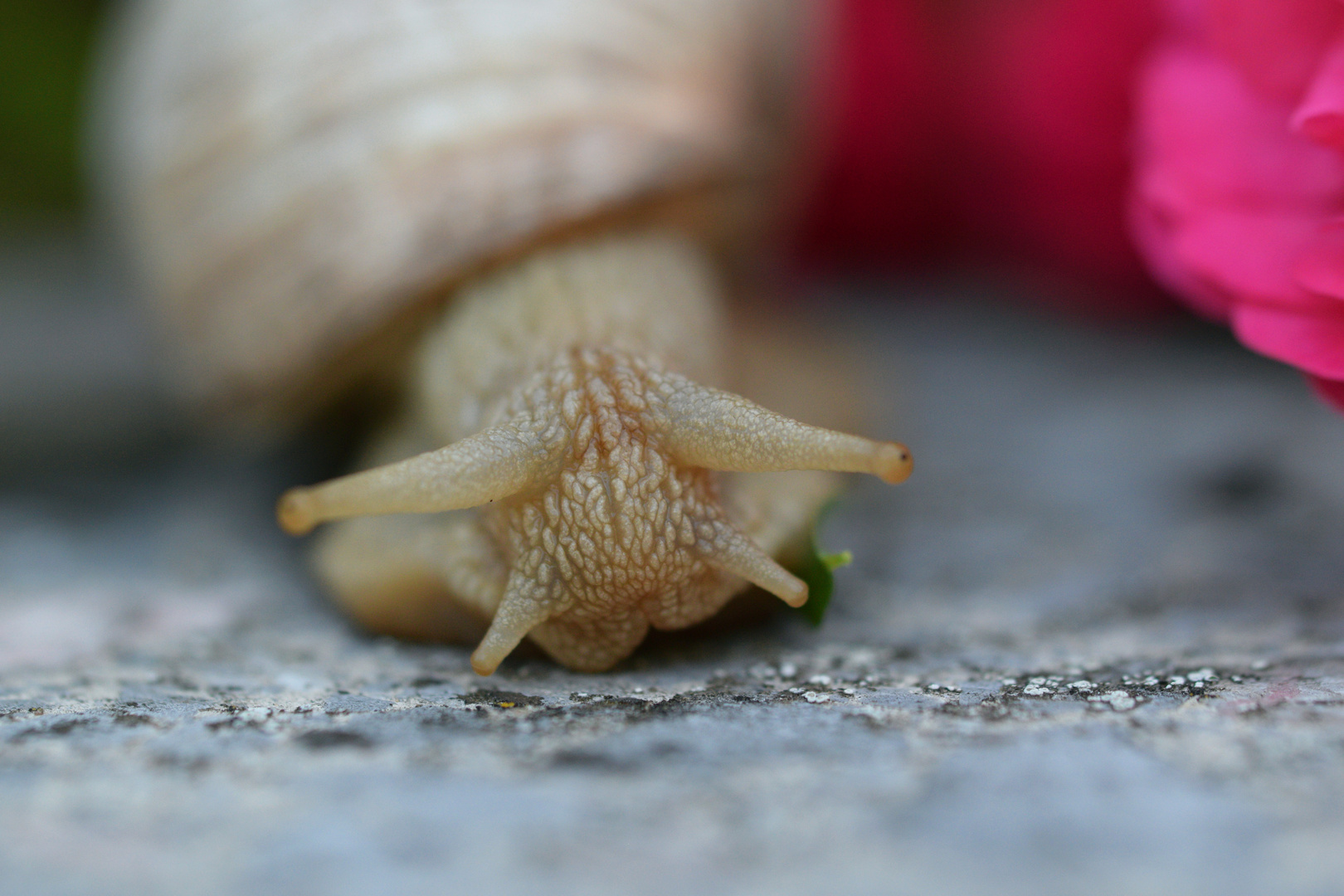 ...schnecke....