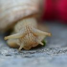 ...schnecke....