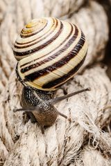 Schnecke 04