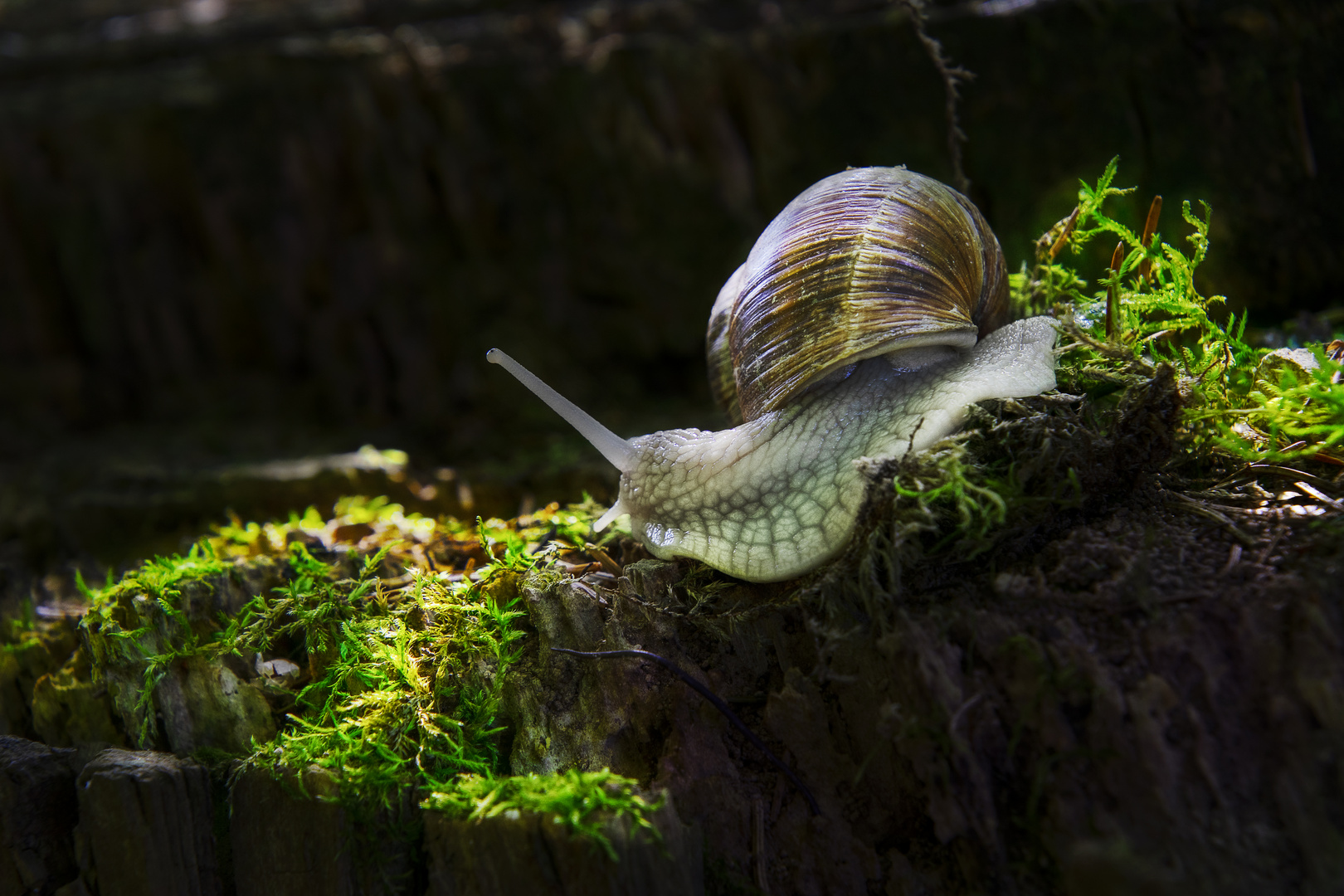 Schnecke