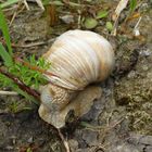 Schnecke