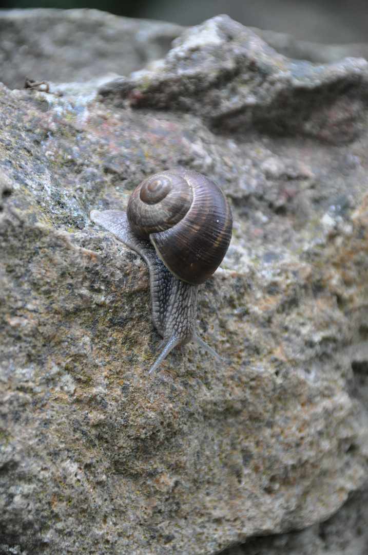 Schnecke