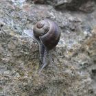 Schnecke