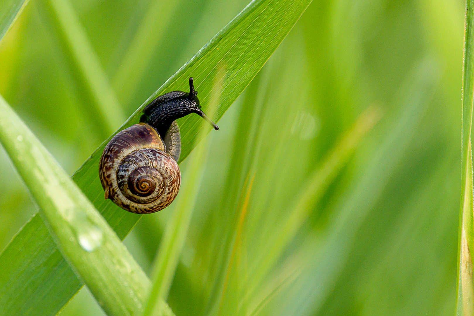 Schnecke