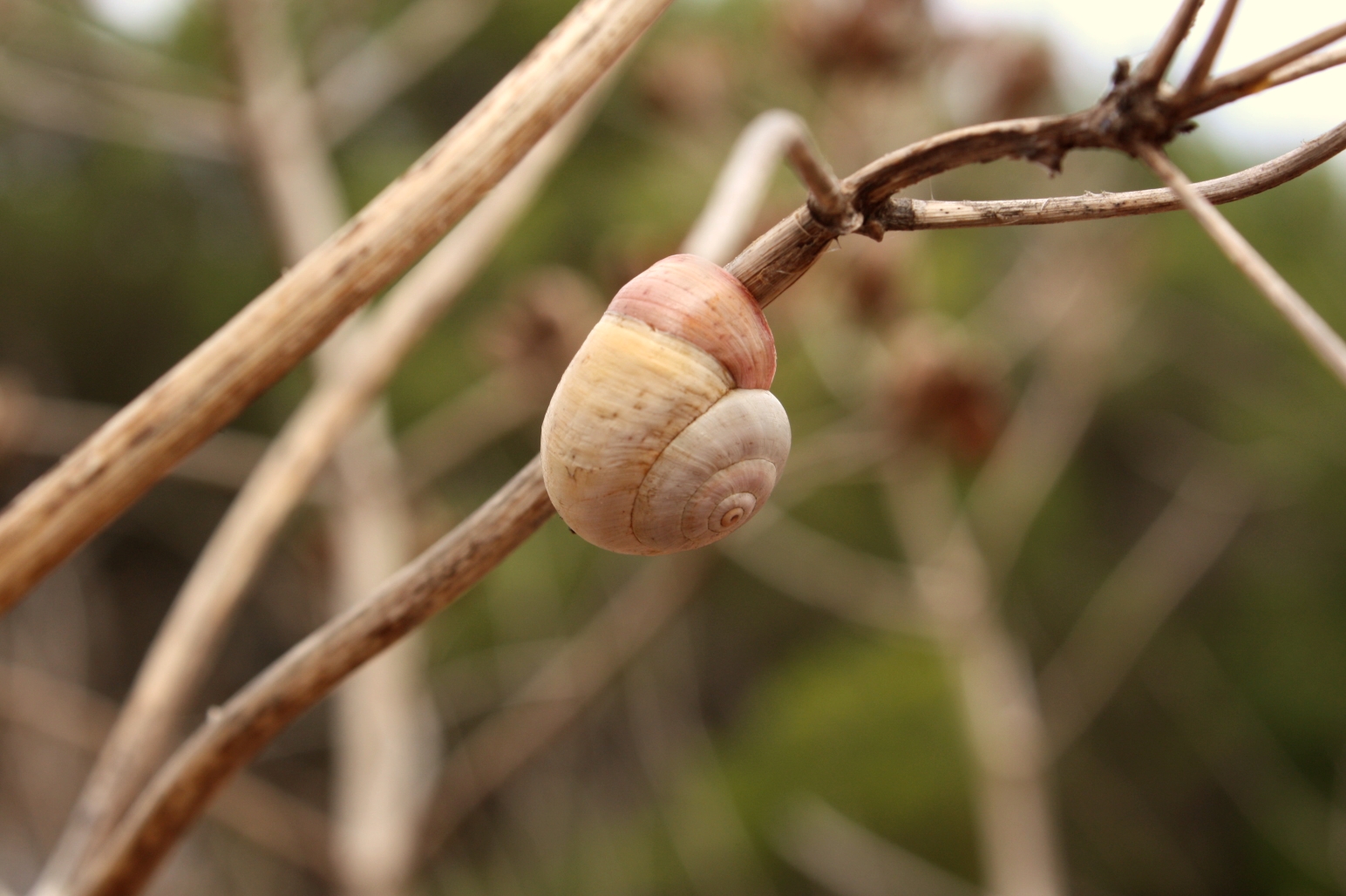 Schnecke :-)