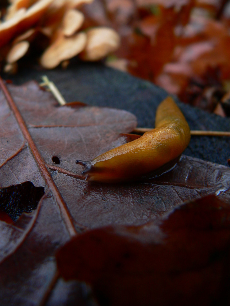 Schnecke