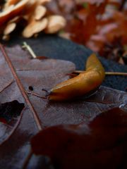 Schnecke