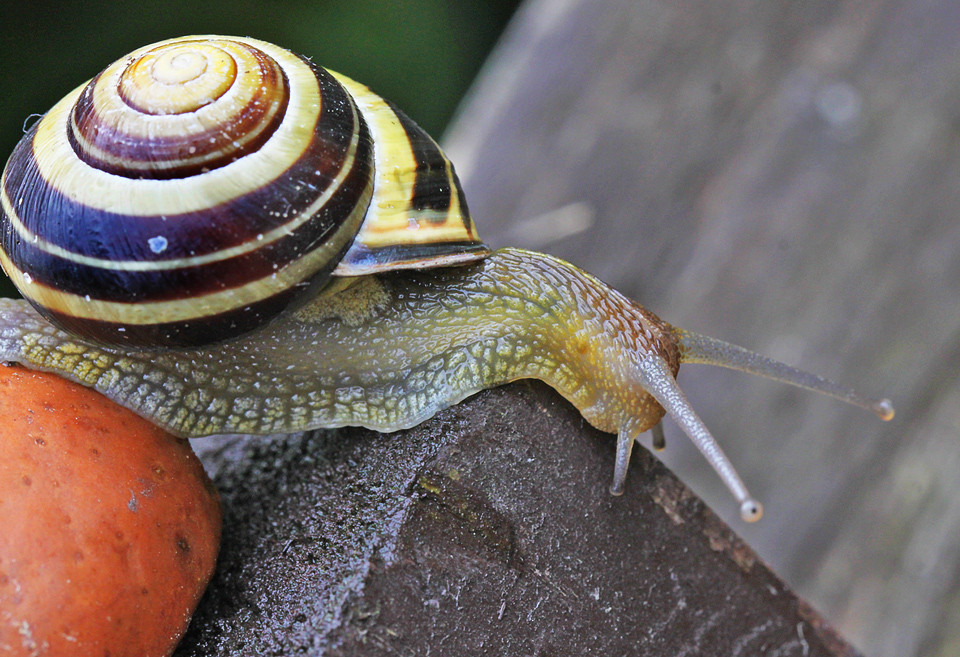 SCHNECKE