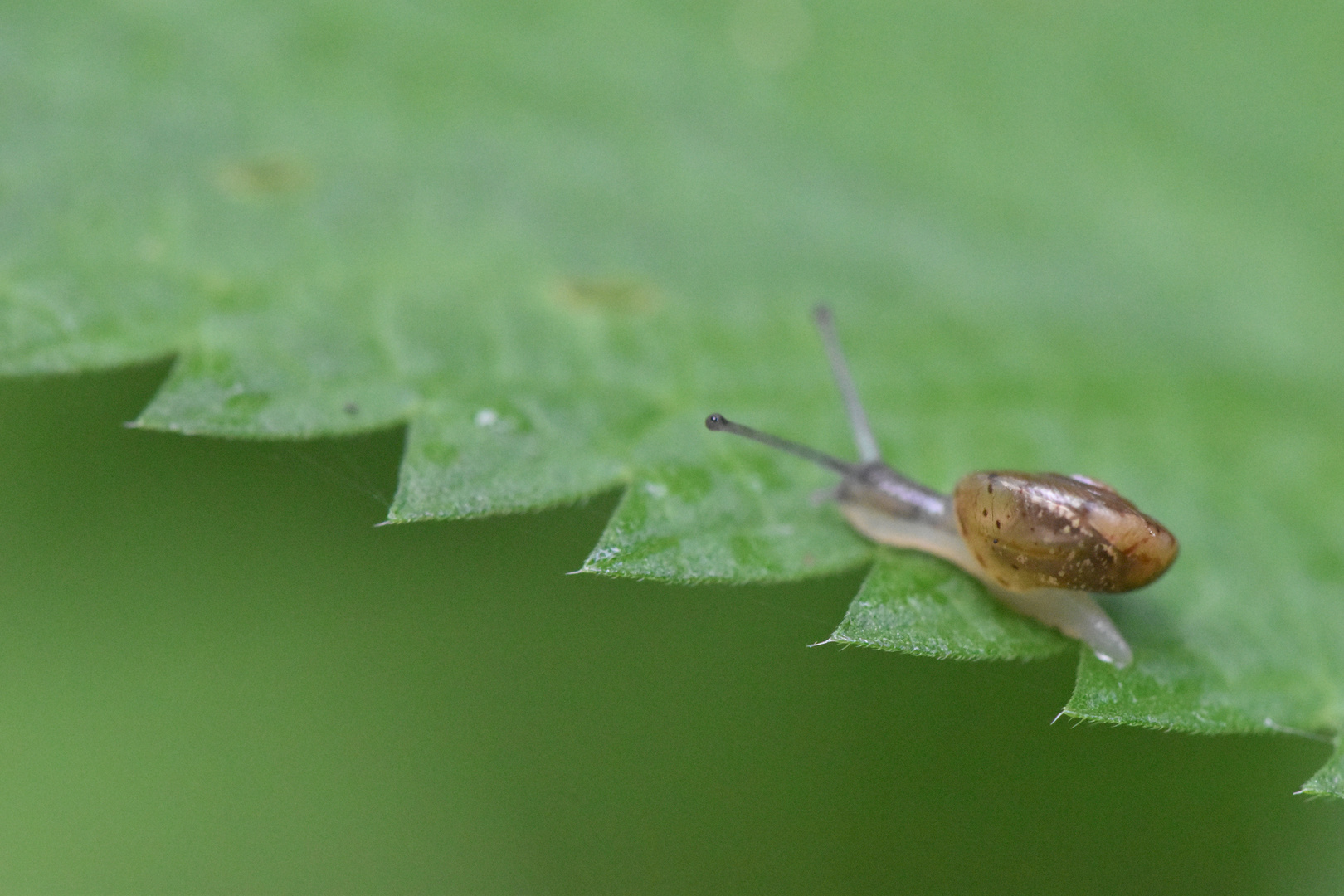 Schnecke