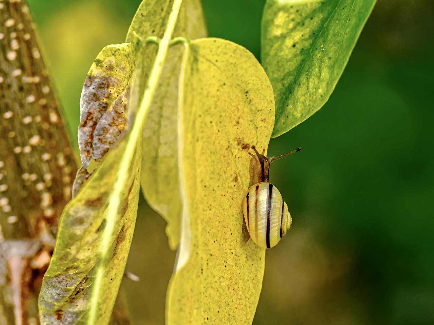 Schnecke……..