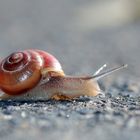 Schnecke