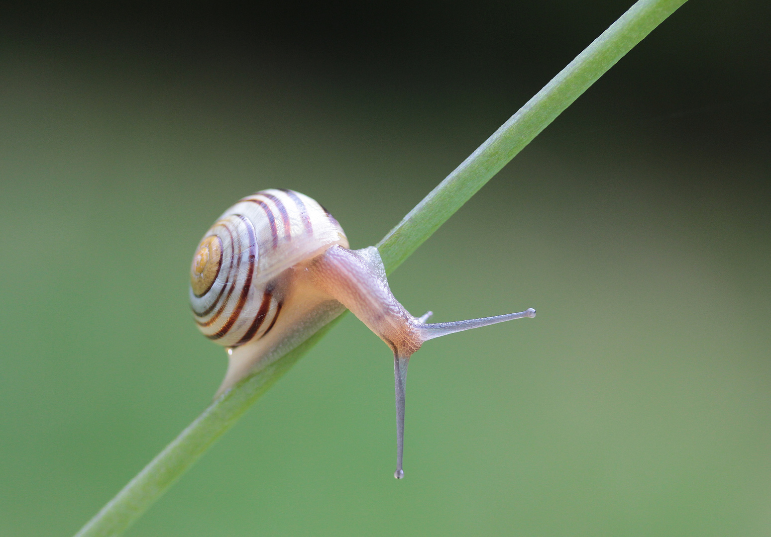 Schnecke