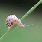 Schnecke