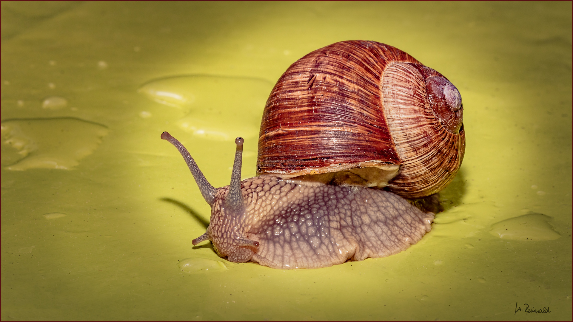 Schnecke °° Foto & Bild | spezial, makro, natur Bilder auf fotocommunity