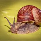 °° Schnecke °°