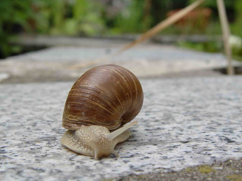 Schnecke