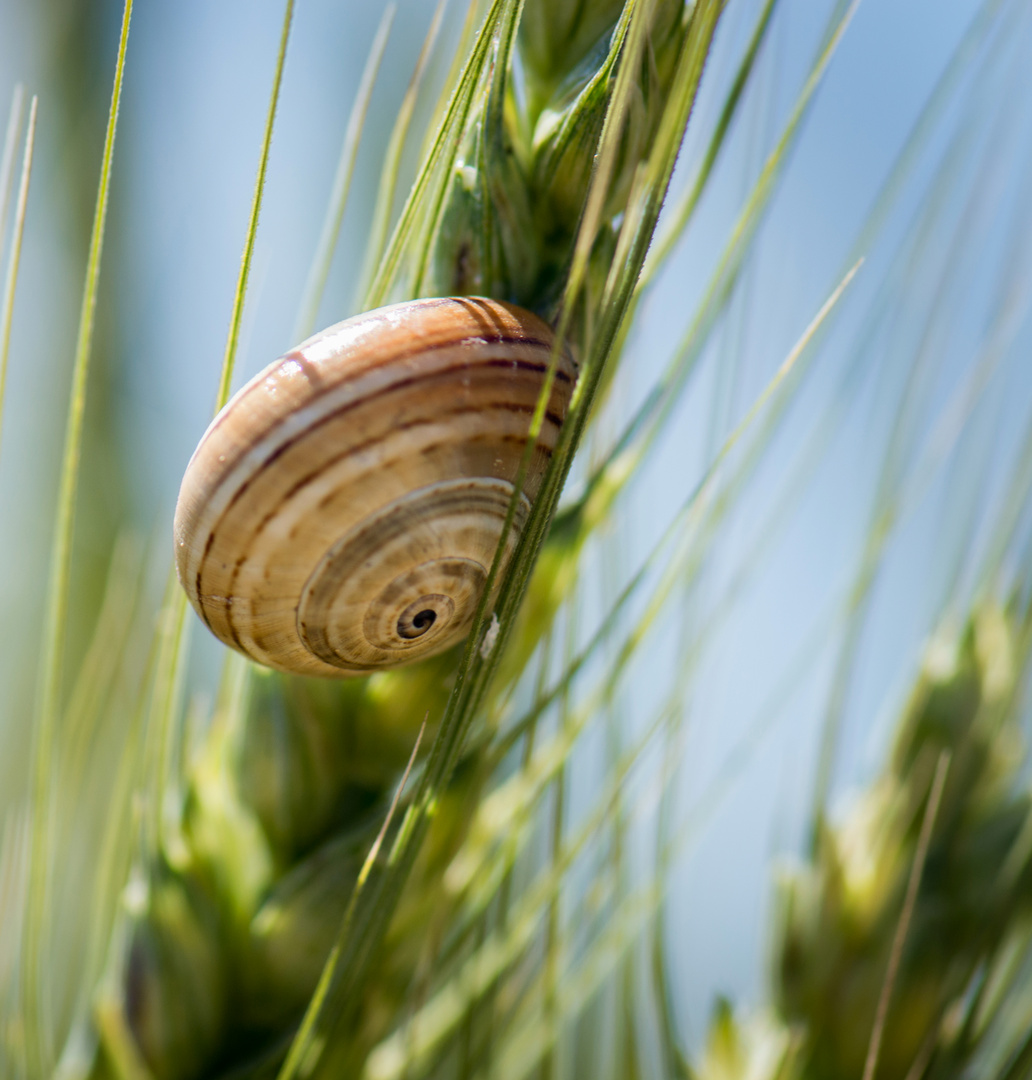 Schnecke