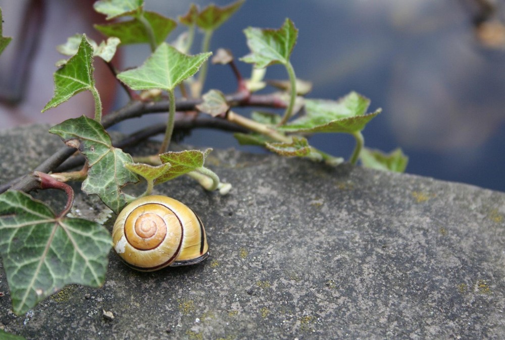 Schnecke