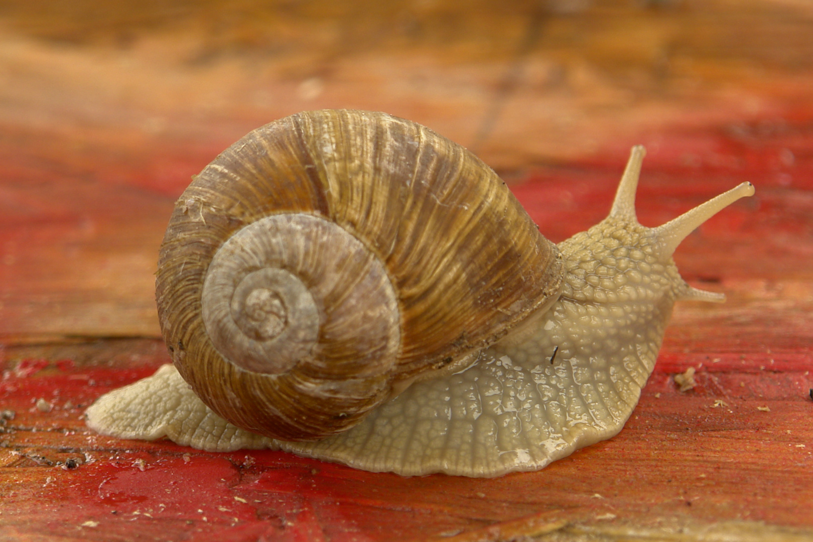 Schnecke