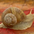 Schnecke