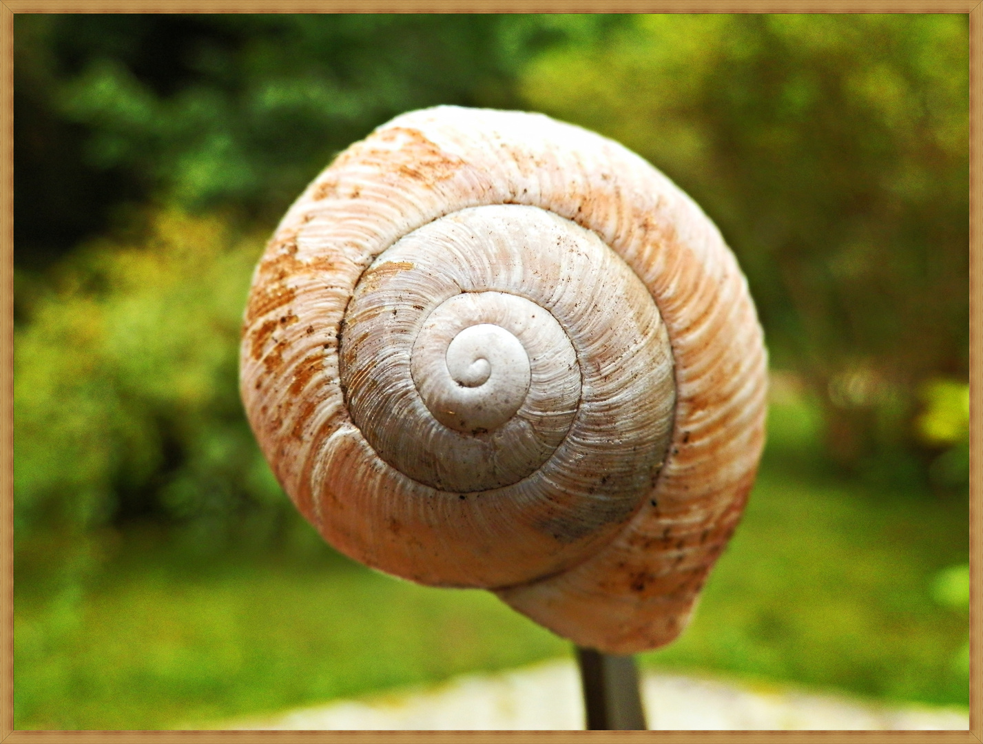 Schnecke