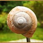 Schnecke