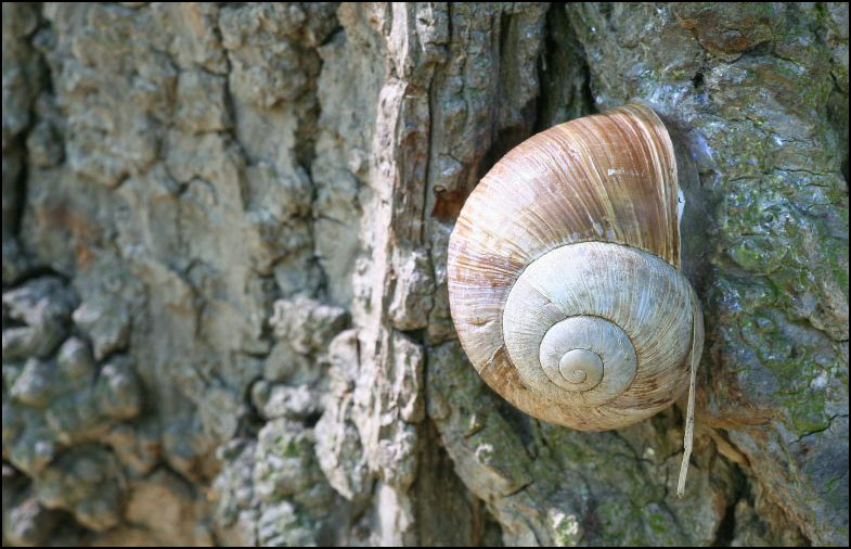 Schnecke