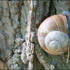 Schnecke