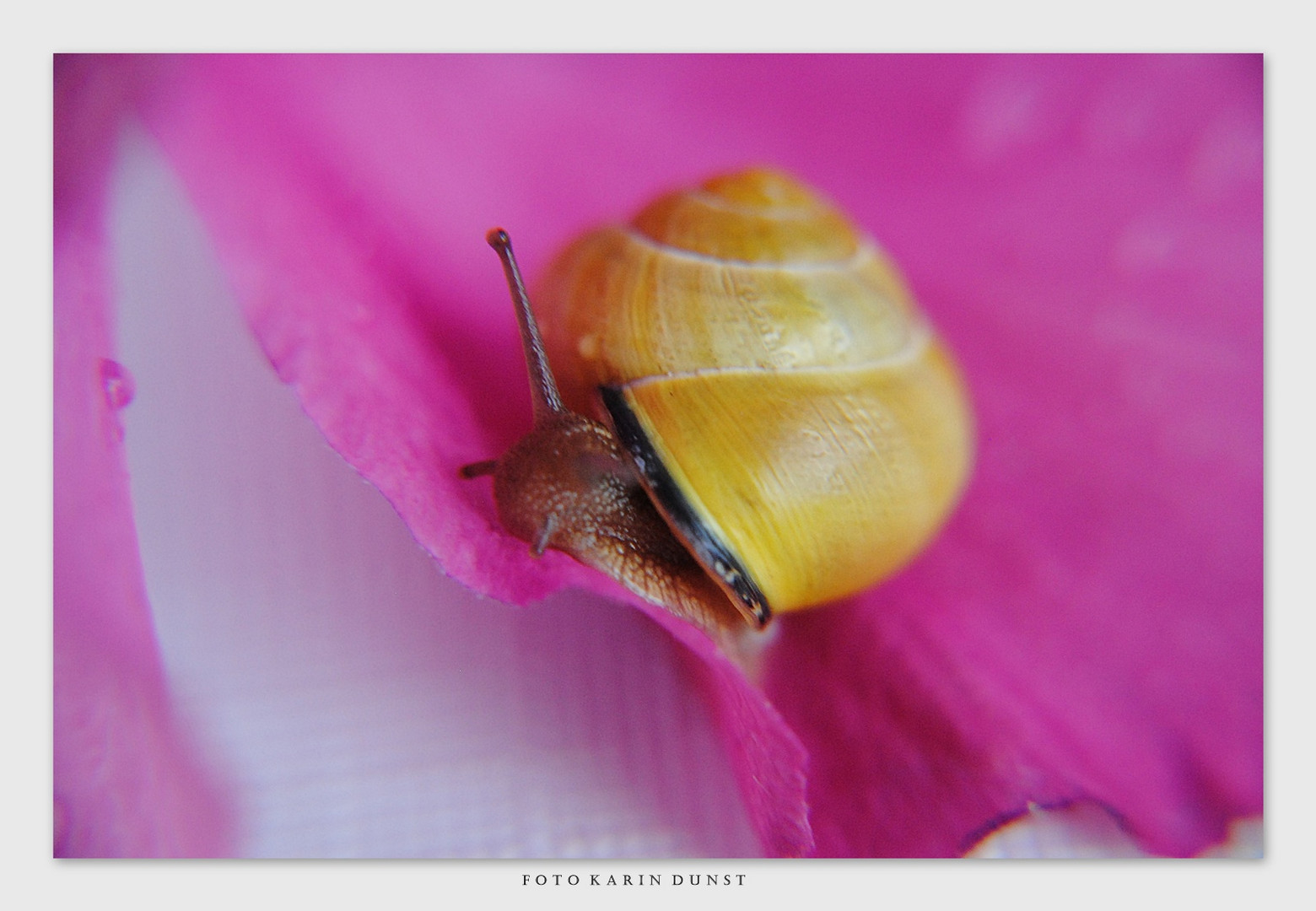 Schnecke