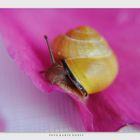 Schnecke