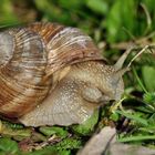 Schnecke