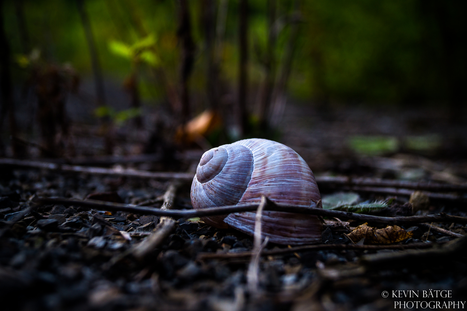 Schnecke