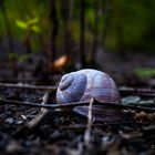 Schnecke