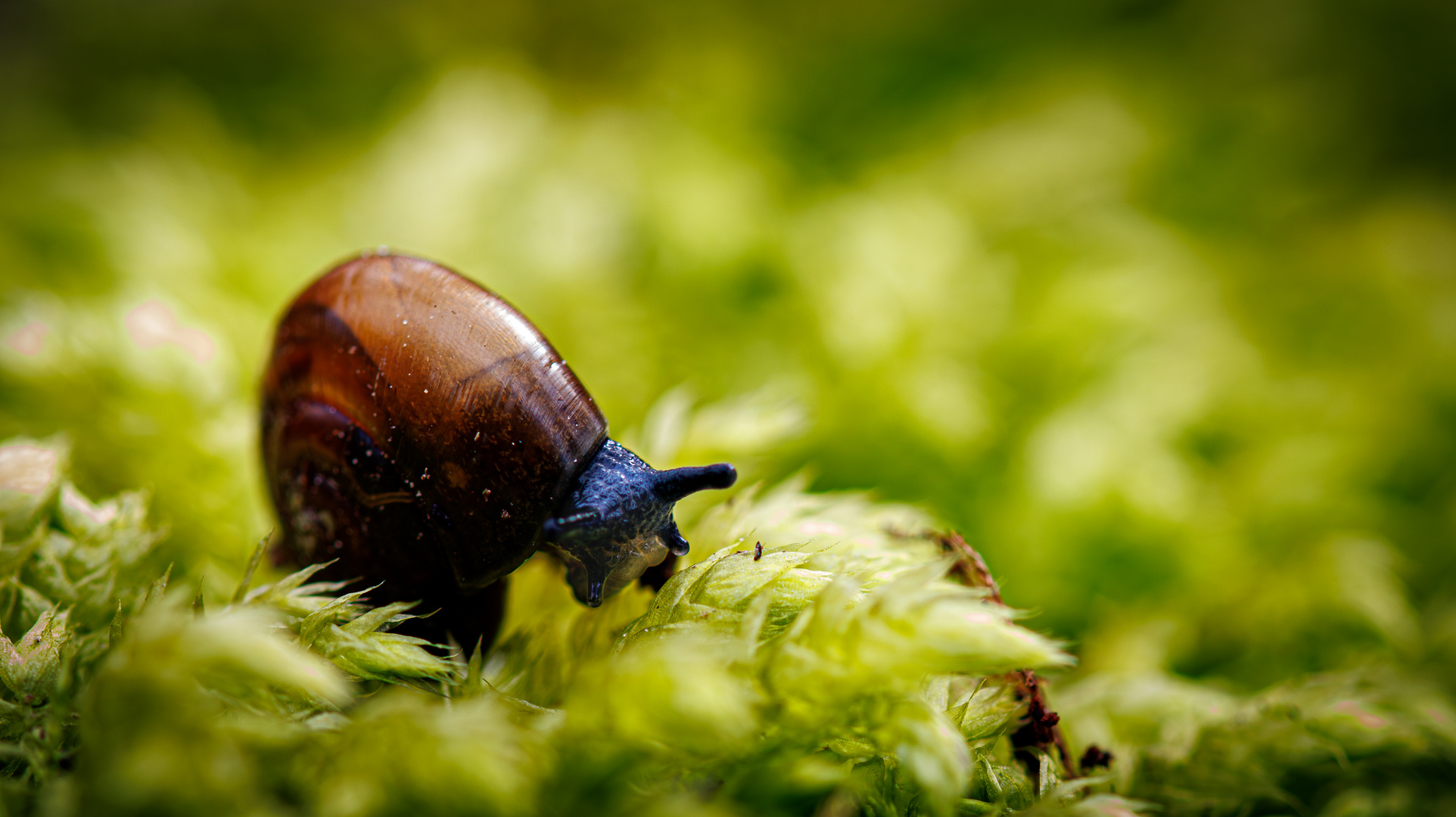 Schnecke