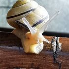 Schnecke