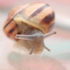 schnecke