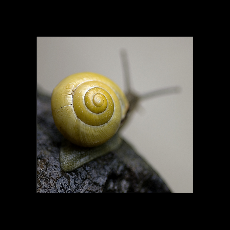 Schnecke # 1