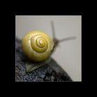 Schnecke # 1