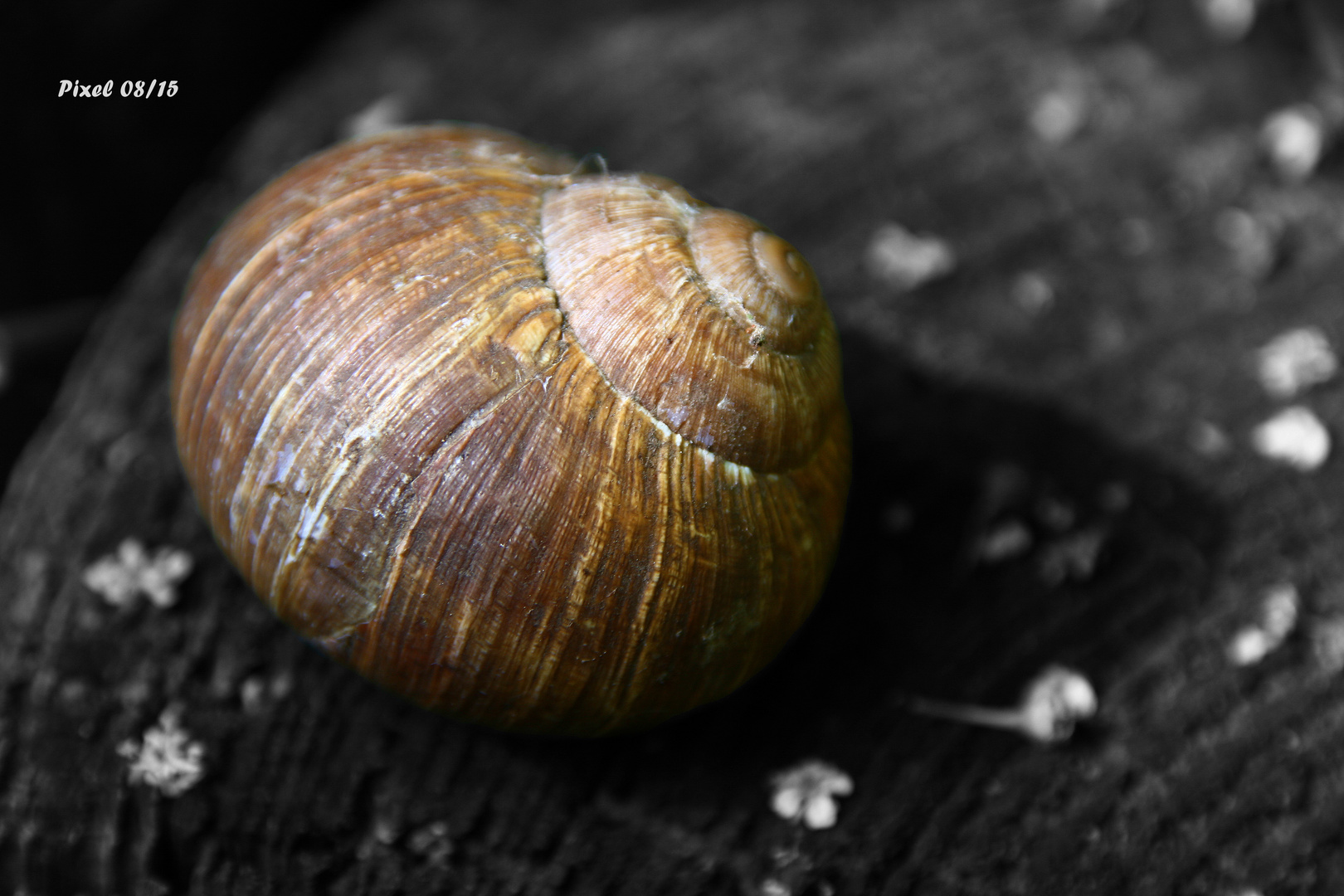 schnecke 1